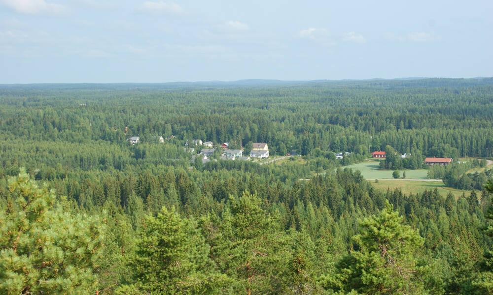 Metsää. MTK aineistopankki